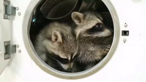 Что Еноты сделали со Стиральной машинкой ? Енот полоскун в стиральной машине? Открываем прачечную