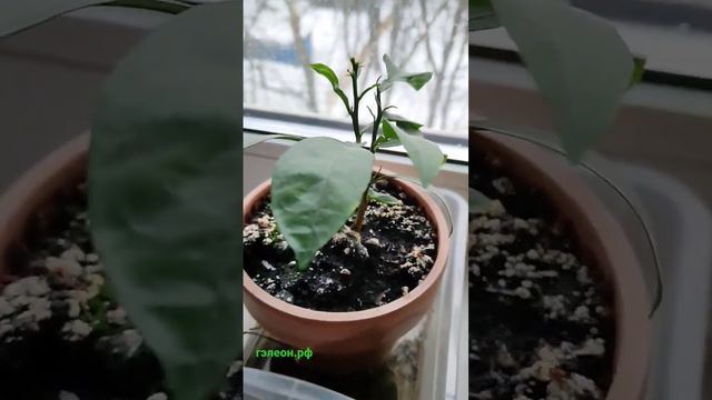 Маленькие, но уже взрослые лимоны! Им около года, можно отслеживать по моим видео :) смотреть онлайн