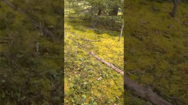 БОРОВИКИ КАРЕЛИИ 2022г смотреть онлайн