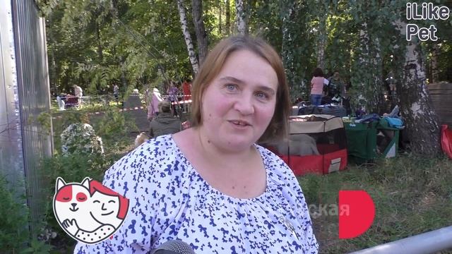 Южнорусская овчарка на ilikepet. Особенности породы, уход смотреть онлайн