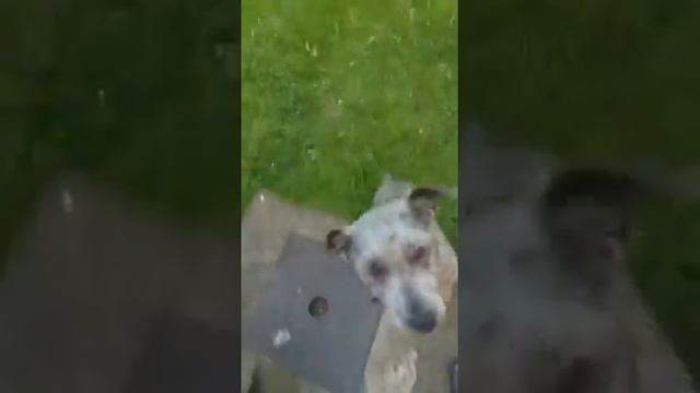The real Glen of Imaal Terrier смотреть онлайн