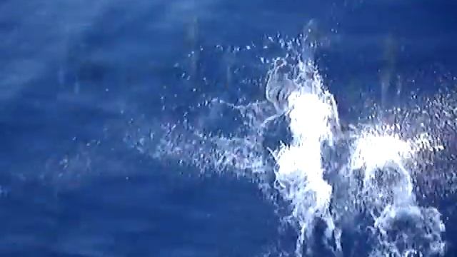 Суэцкий канал. Дельфины смотреть онлайн