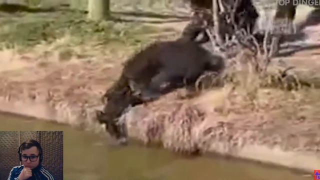 РЕАКЦИЯ - (Top 50 Savage Animals!) смотреть онлайн