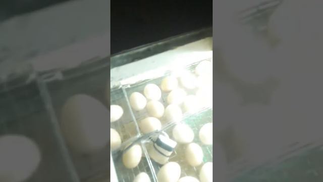 Инкубация 21 день . Брама