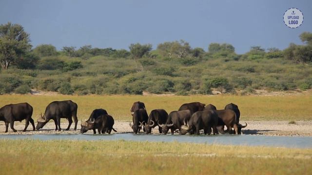 African Safari 8K - Scenic Wildlife Film With Relaxation Music