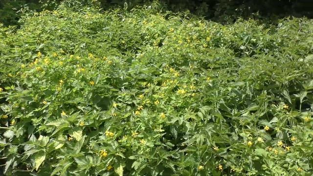 Надо ли косить траву у себя на участке смотреть онлайн