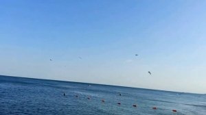 Чайки над  морем