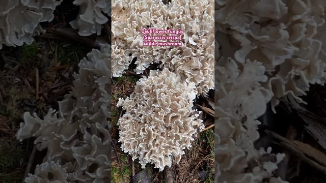 Edible mushroom/cauliflower fungus (sparassis crispa) #mushroom #asmr #shorrsfeed #shortvideo смотреть онлайн