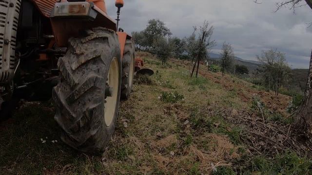 Tractor Goldoni 933 RS DT | Lavrar oliveiras com escarificador смотреть онлайн