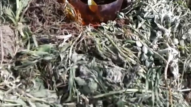 Кабачки семенами в открытый грунт,мои сорта. смотреть онлайн