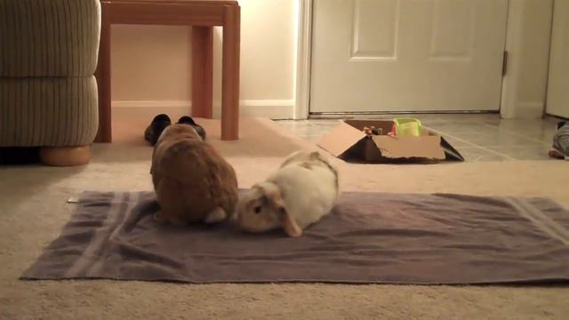 Happy bunnies binky and a bunny rolls over. смотреть онлайн