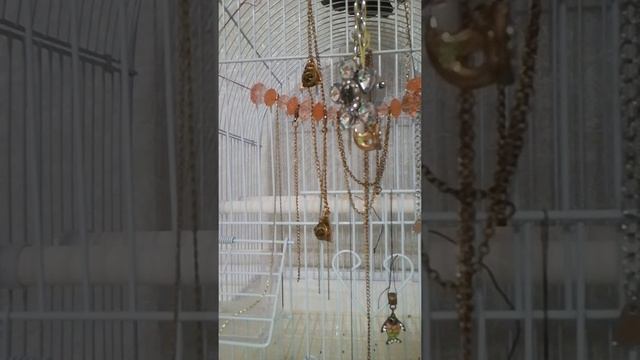Первый месяц после покупки попугая смотреть онлайн