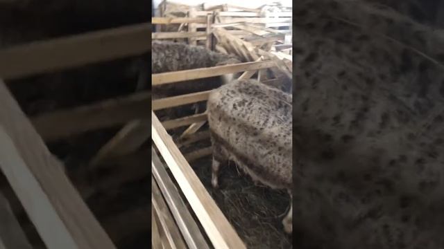 Двойни на овечьей ферме! Ташлинские овцы! Ферма с НУЛЯ! ГОЛДЕН ЛАМБ смотреть онлайн