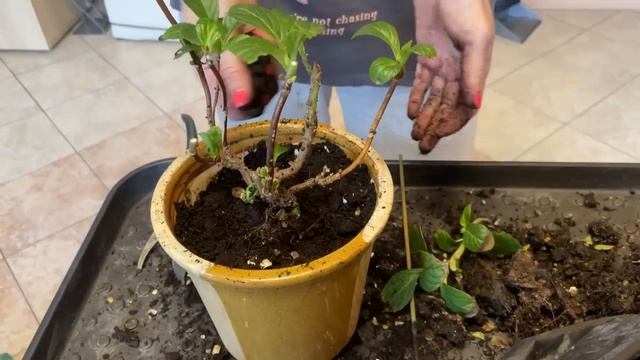 ПЕРЕСАДКИ растений | Растения на улицу и в дом | Часть 1 смотреть онлайн