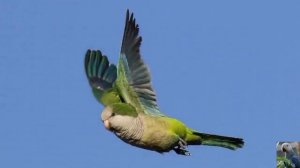 Голоса птица: калита, или попугай - монах