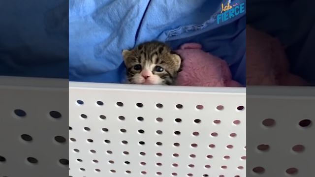Litter Of Kittens Found Crying In Trash Bag | The Dodo Little But Fierce смотреть онлайн
