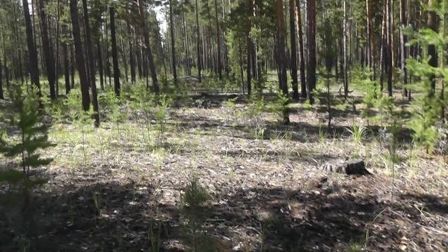 За грибами 22 г. смотреть онлайн
