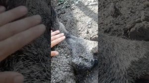 Кабан монстр Фунтик кайфует!!!!