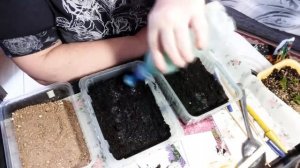 Сеем астры по методу Октябрины Ганичкиной