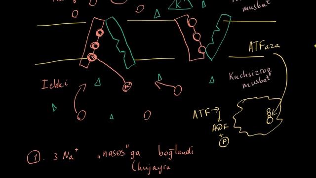 Natriy-kaliy nasosi | Odam biologiyasi | Biologiya смотреть онлайн