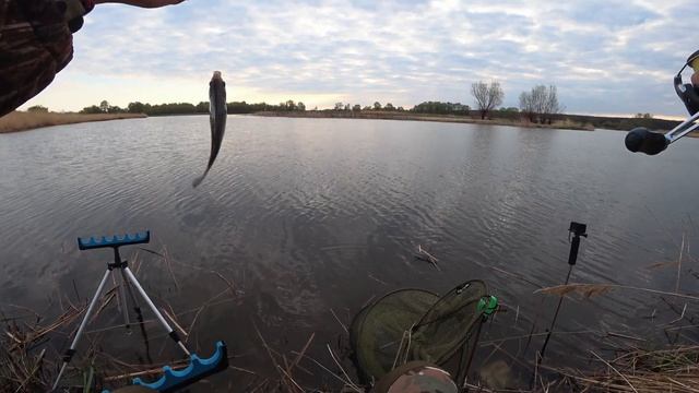 В этой реке рыба КИШИТ!!! Рыбалка 2021 на фидер. Ловля карася и густеры. смотреть онлайн