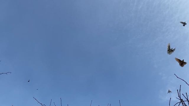 Красные, желтые и немного черных бакинских шеек смотреть онлайн