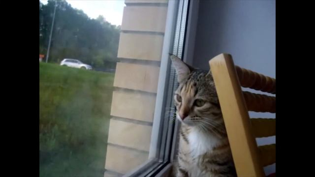 Интервью кошки лапки! смотреть онлайн