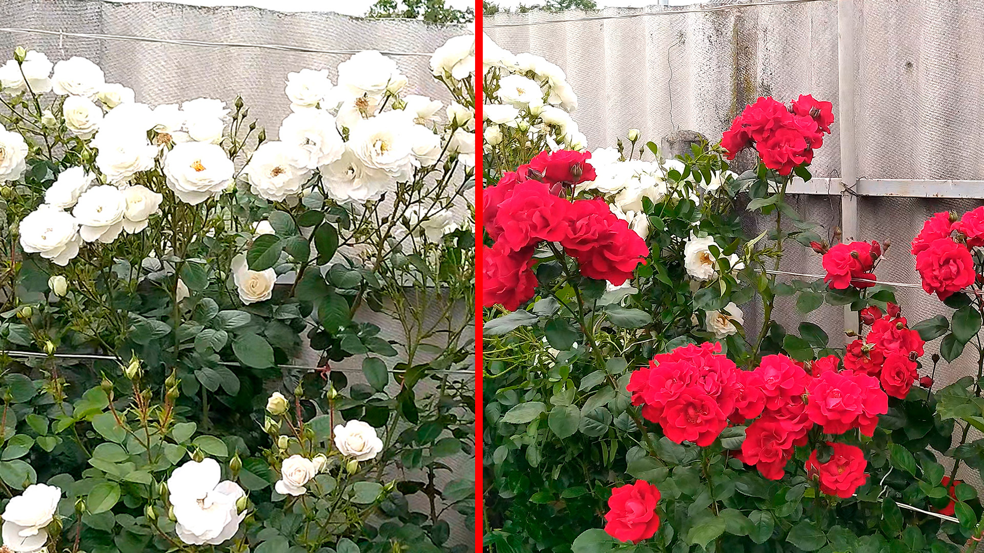 Обзор очень не прихотливых и легких в уходе плетистых роз! Роза Айсберг и роза Дон Жуан смотреть онлайн