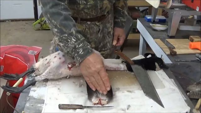 Case Early American XX Steak Knife Cleans Canada Goose смотреть онлайн