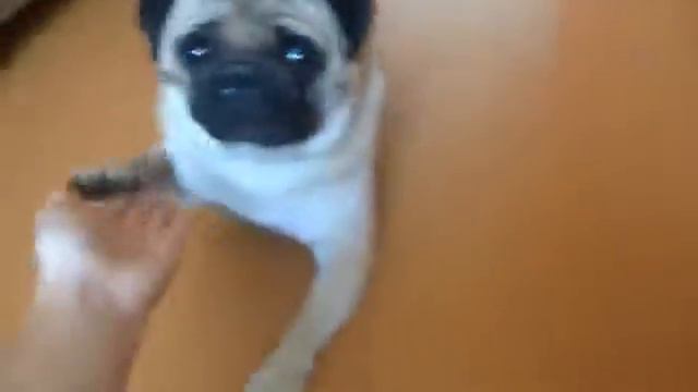 мило мопс выполняет команды ! смотреть онлайн