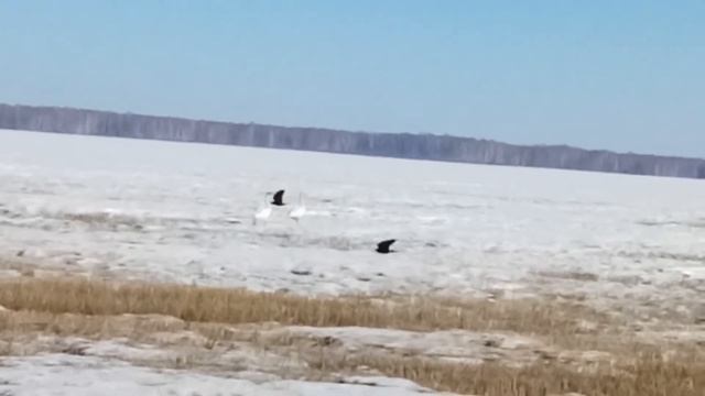 Лебеди прилетели смотреть онлайн