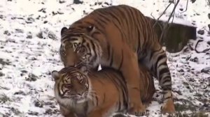 Tiger's matting. Тигры брачные игры
