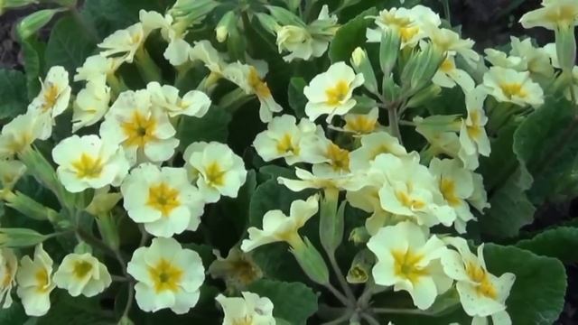 Усть-Каменогорск, видео " Весеннее настроение". Парк им.Кирова - жемчужина Усть-Каменогорска. смотреть онлайн
