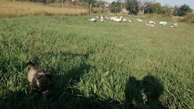 ПЕРВЫЙ ВЫГУЛ ГУСЕЙ смотреть онлайн