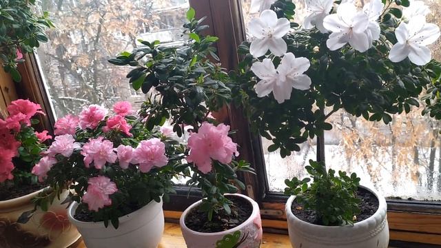 АЗАЛИЯ УХОД в домашних условиях смотреть онлайн