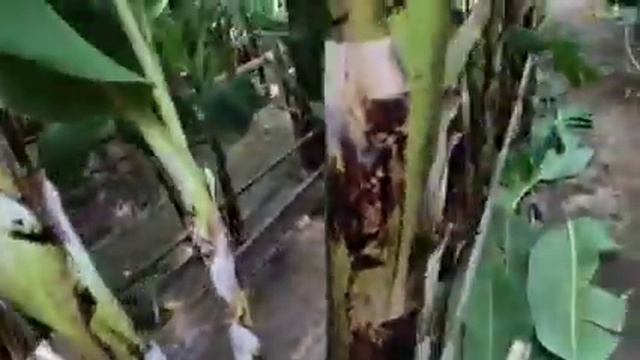 Banan yetishtirishda yo'l quyilgan kamchiliklar?! смотреть онлайн