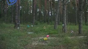 Где и как хоронить животных?