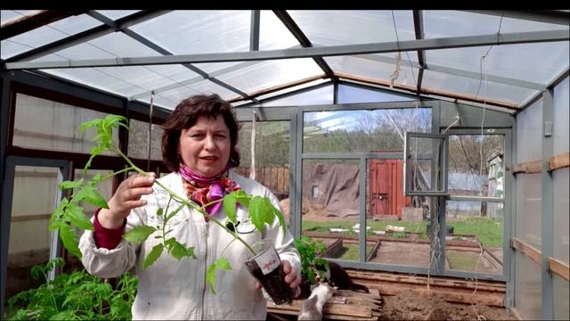 Посадка рассады томатов в теплицу смотреть онлайн