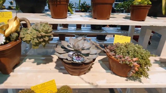 Exposicão de Orquídeas - Orquifest 02 a 04 de setembro de 2022 -Blumenau-SC смотреть онлайн