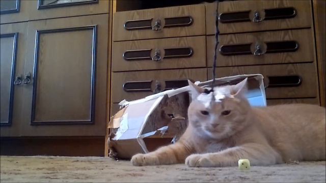 Рыжий кот Кузьмич смотреть онлайн