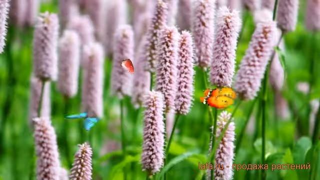 Горец змеиный Суперба ? змеиный горец Суперба обзор: как сажать, саженцы горца Суперба смотреть онлайн