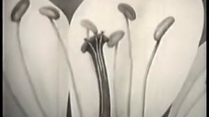 Развитие мужского гаметофита. Двойное оплодотворение у цветковых растений.