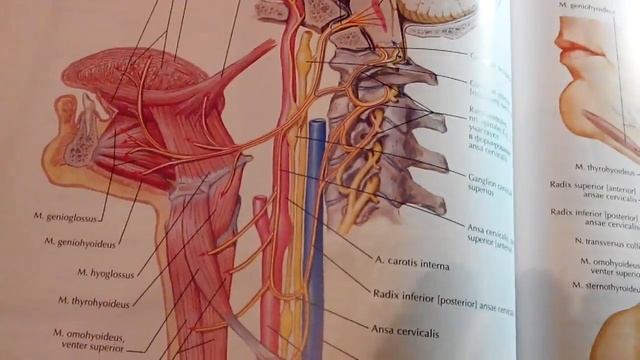 4 35 Подъязычный 12 смотреть онлайн