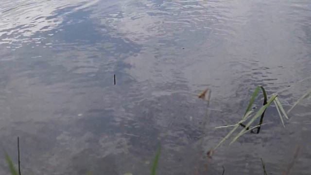 Карп 11.5 кг, на спиннинг смотреть онлайн