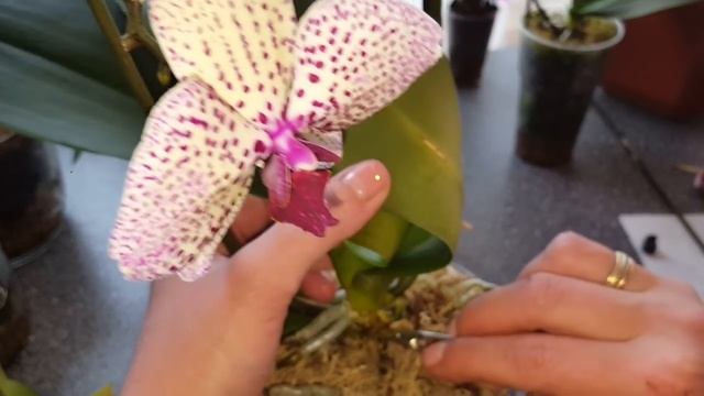 Бактериальная гниль на орхидее Клеопатра смотреть онлайн