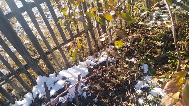 Осенняя капель на даче. 24.10.22.Сев.Казахстан.Ч.466. смотреть онлайн