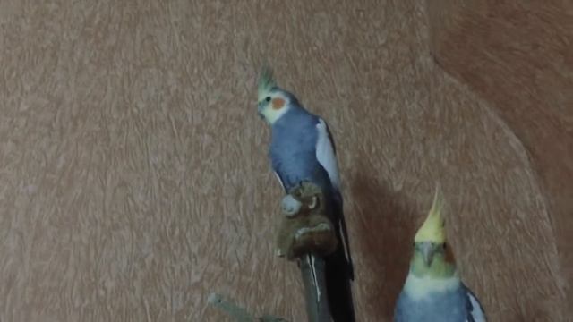 Попугаи Корелла-нимфа смотреть онлайн