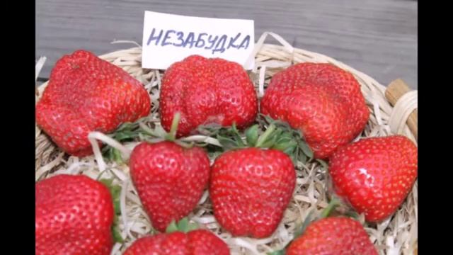 Видеопрезентация сортов земляники Без ссылок на сайты смотреть онлайн