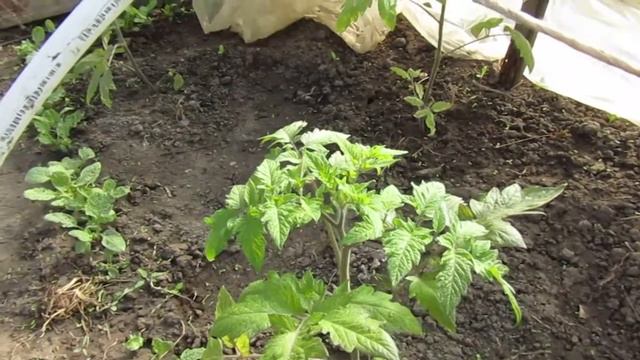 Помидоры.Краткий обзор. смотреть онлайн