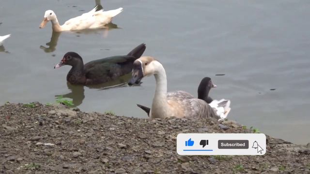 Учим Животных на английском Утка Корова Петух Собака Развивающие Мультики для Детей смотреть онлайн